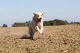 GOLDEN RETRIEVER 128